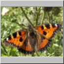 Aglais urticae - Kleiner Fuchs 03.jpg